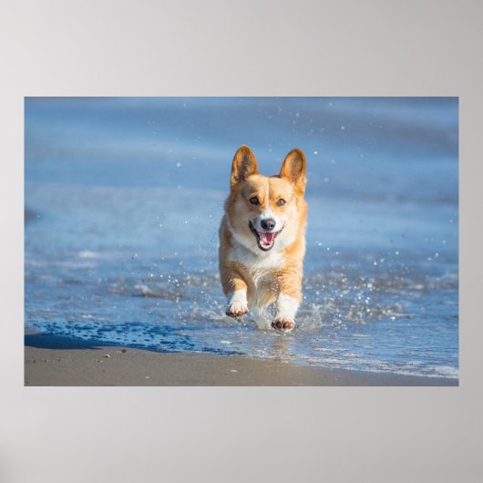 Pembroke Welsh Corgi Dog aan het strand Poster (Voorkant)