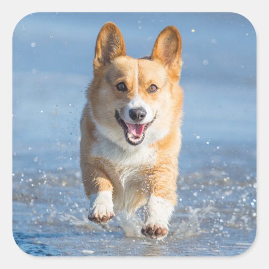 Pembroke Welsh Corgi Dog aan het strand Vierkante Sticker (Voorkant)