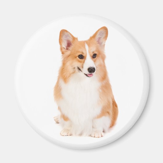 Pembroke Welsh Corgi Magnet #2 (Voorkant)