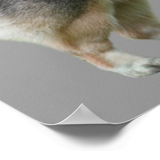 Pembroke Welsh Corgi Print (Hoek)