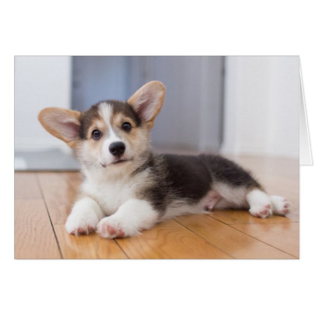 Pembroke Welsh Corgi Puppy (Voorkant Horizontaal)