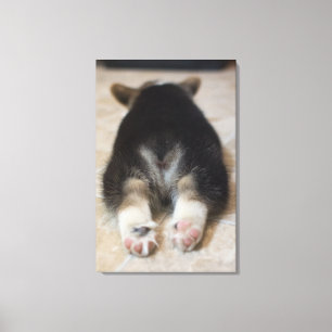 Pembroke Welsh Corgi Puppy 2 Canvas Afdruk