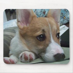 pembroke welsh corgi puppy 2 muismat