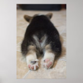 Pembroke Welsh Corgi Puppy 2 Poster (Voorkant)