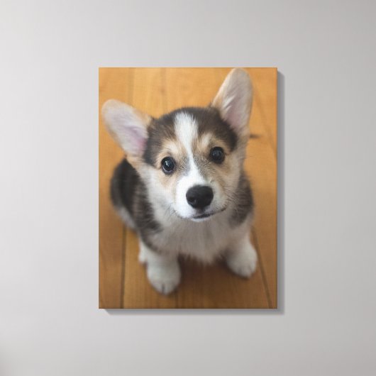 Pembroke Welsh Corgi Puppy 3 Canvas Afdruk (Voorkant)