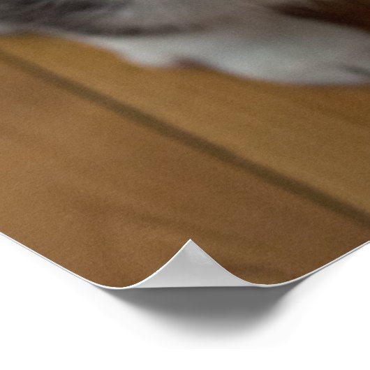 Pembroke Welsh Corgi Puppy 3 Poster (Hoek)