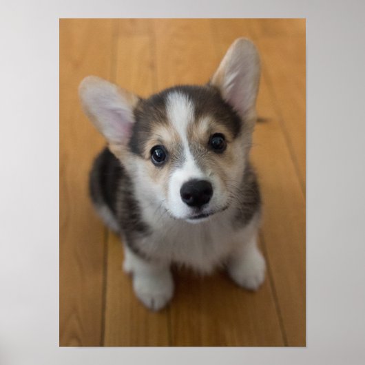Pembroke Welsh Corgi Puppy 3 Poster (Voorkant)