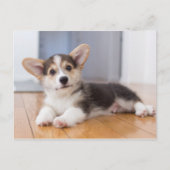 Pembroke Welsh Corgi Puppy Briefkaart (Voorkant)