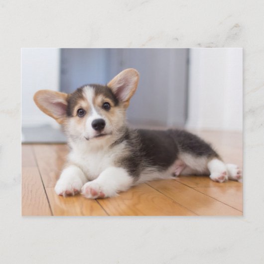 Pembroke Welsh Corgi Puppy Briefkaart (Voorkant)
