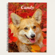 Pembroke Welsh Corgi Puppy Dog in Red Leaves