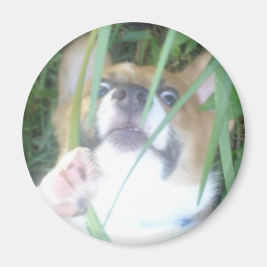 Pembroke Welsh Corgi Puppy Magneet (Voorkant)