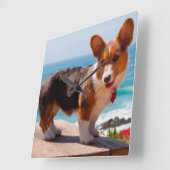 Pembroke Welsh Corgi puppy op tafel Vierkante Klok (Hoek)