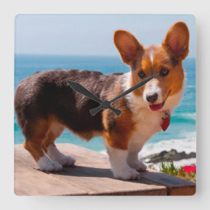 Pembroke Welsh Corgi puppy op tafel Vierkante Klok