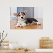 Pembroke Welsh Corgi Puppy Poster (Keuken)