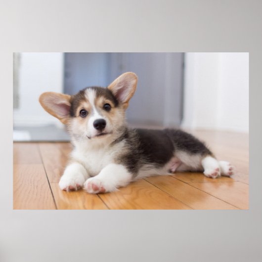 Pembroke Welsh Corgi Puppy Poster (Voorkant)