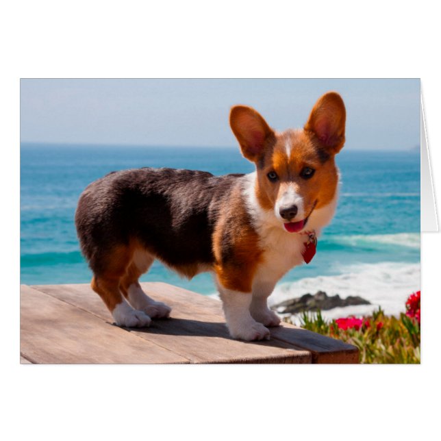 Pembroke Welsh Corgi puppy staand op tafel (Voorkant Horizontaal)