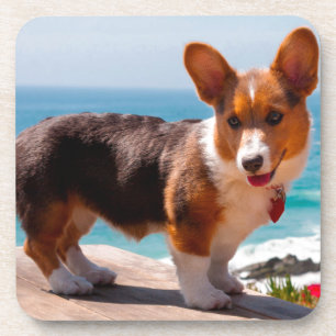 Pembroke Welsh Corgi puppy staand op tafel Bier Onderzetter