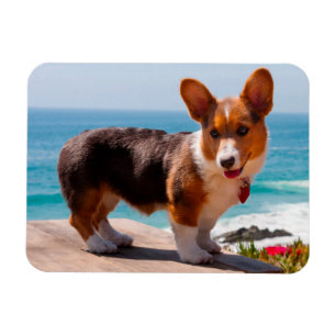 Pembroke Welsh Corgi puppy staand op tafel Magneet
