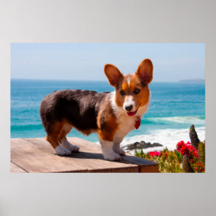 Pembroke Welsh Corgi puppy staand op tafel Poster