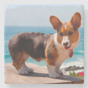 Pembroke Welsh Corgi puppy staand op tafel Stenen Onderzetter