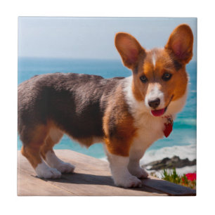 Pembroke Welsh Corgi puppy staand op tafel Tegeltje