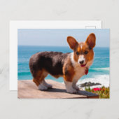 Pembroke Welsh Corgi puppy standing on table Briefkaart (Voorkant / Achterkant)