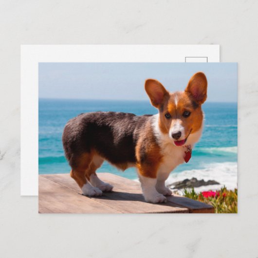 Pembroke Welsh Corgi puppy standing on table Briefkaart (Voorkant / Achterkant)