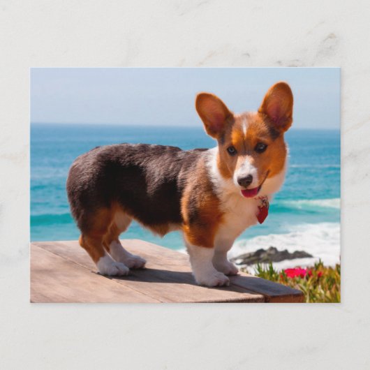 Pembroke Welsh Corgi puppy standing on table Briefkaart (Voorkant)