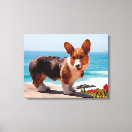 Pembroke Welsh Corgi puppy standing on table Canvas Afdruk (Voorkant)