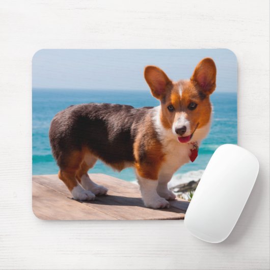 Pembroke Welsh Corgi puppy standing on table Muismat (Met muis)