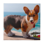 Pembroke Welsh Corgi puppy standing on table Tegeltje (Voorkant)