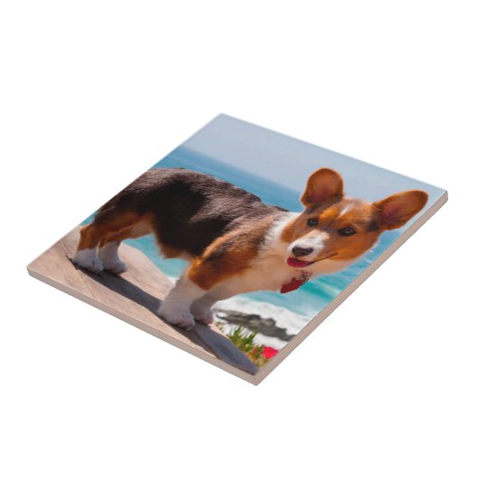 Pembroke Welsh Corgi puppy standing on table Tegeltje (Zijkant)