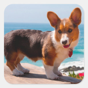 Pembroke Welsh Corgi puppy standing on table Vierkante Sticker