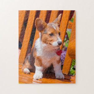 Pembroke Welsh Corgi puppy zit in de parkbank Legpuzzel
