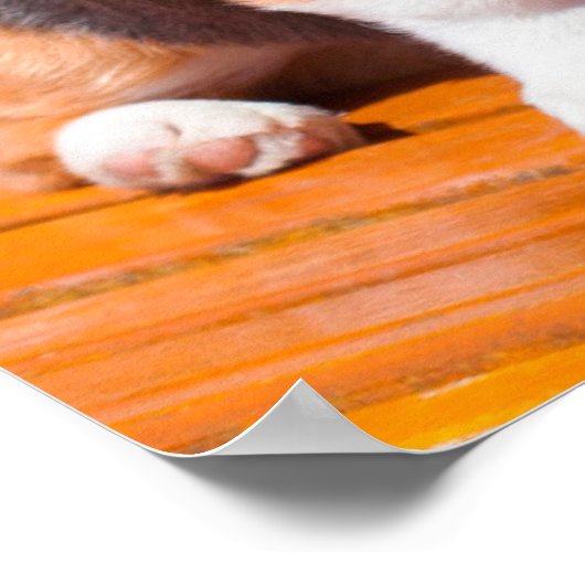 Pembroke Welsh Corgi puppy zit in de parkbank Poster (Hoek)