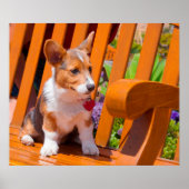 Pembroke Welsh Corgi puppy zit in de parkbank Poster (Voorkant)