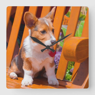 Pembroke Welsh Corgi puppy zit in de parkbank Vierkante Klok