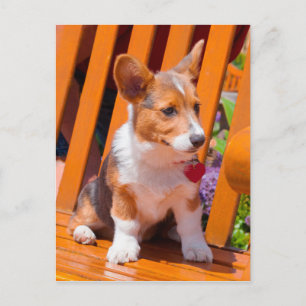 Pembroke Welsh Corgi puppy zittend op een parkbank Briefkaart