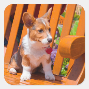 Pembroke Welsh Corgi puppy zittend op een parkbank Vierkante Sticker