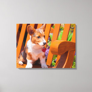 Pembroke Welsh Corgi puppy zittend op parkbank Canvas Afdruk