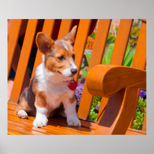 Pembroke Welsh Corgi puppy zittend op parkbank Poster