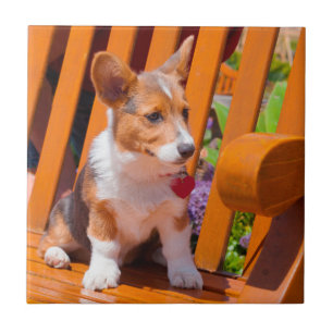Pembroke Welsh Corgi puppy zittend op parkbank Tegeltje