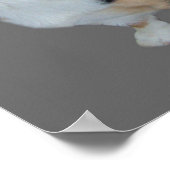 Pembroke Welsh Corgi Soulful Print (Hoek)