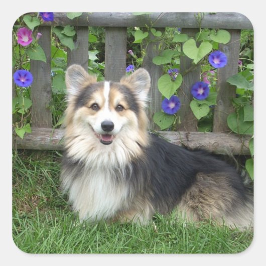 Pembroke Welsh Corgi Stickers (Voorkant)