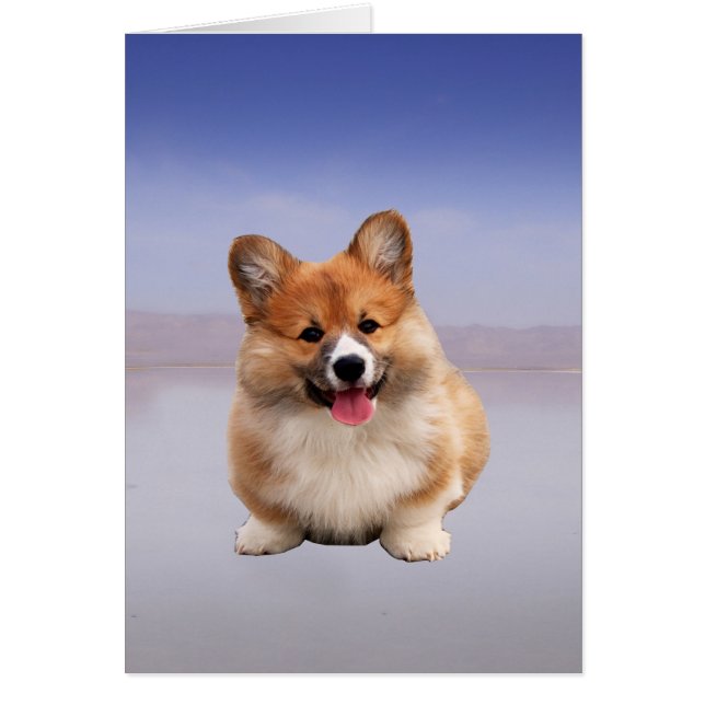 Pembroke Welsh Corgi zittend op het strand (Voorkant)