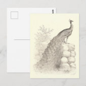 Pen en Inkt Tekening van Peacock Briefkaart (Voorkant / Achterkant)