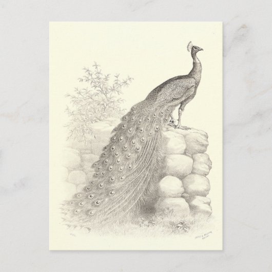 Pen en Inkt Tekening van Peacock Briefkaart (Voorkant)