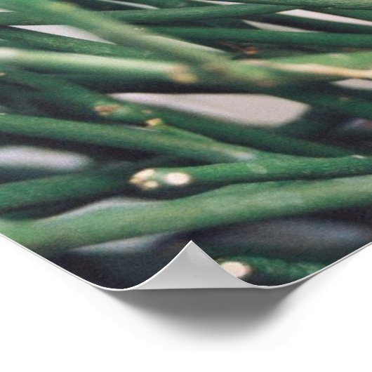 Pencil Cactus - Gepersonaliseerd Poster (Hoek)