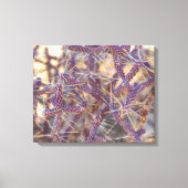 Pencil Cholla Canvas Afdruk (Voorkant)