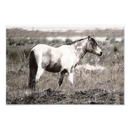Pencile stijl Paard Foto Afdruk